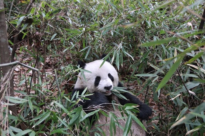 Giant Panda Study: For a Herbivore, It Sure Eats Like It's a Carnivore