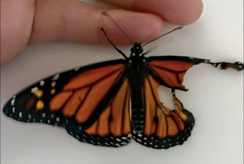 Monarch butterfly with broken wing
