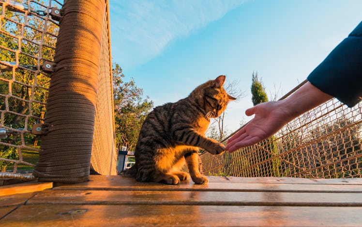 A woman pointing her hand to a cat 
