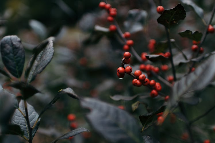 Nuts and berries.