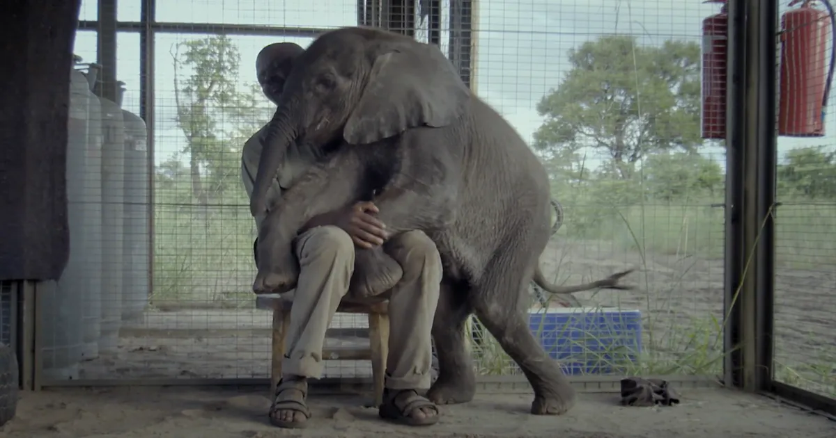 Nature Document The 12 Best Nature and Climate Change Documentaries on Netflix Right Now