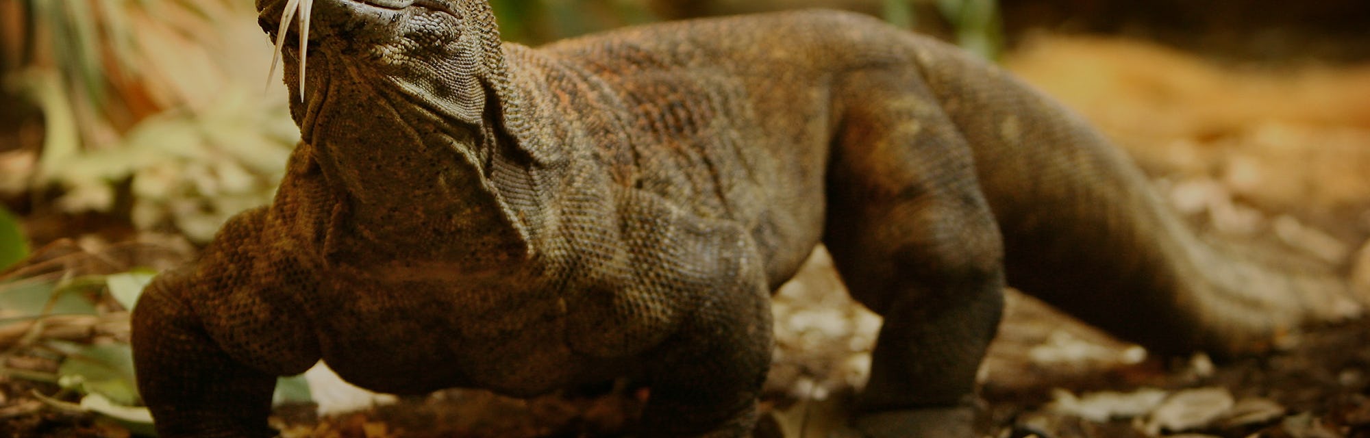 Dragon Blood Might Be Our Only Hope Against Superbugs Dragon Blood Might Be Our Only Hope Against Superbugs