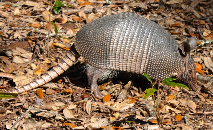 Armadillo