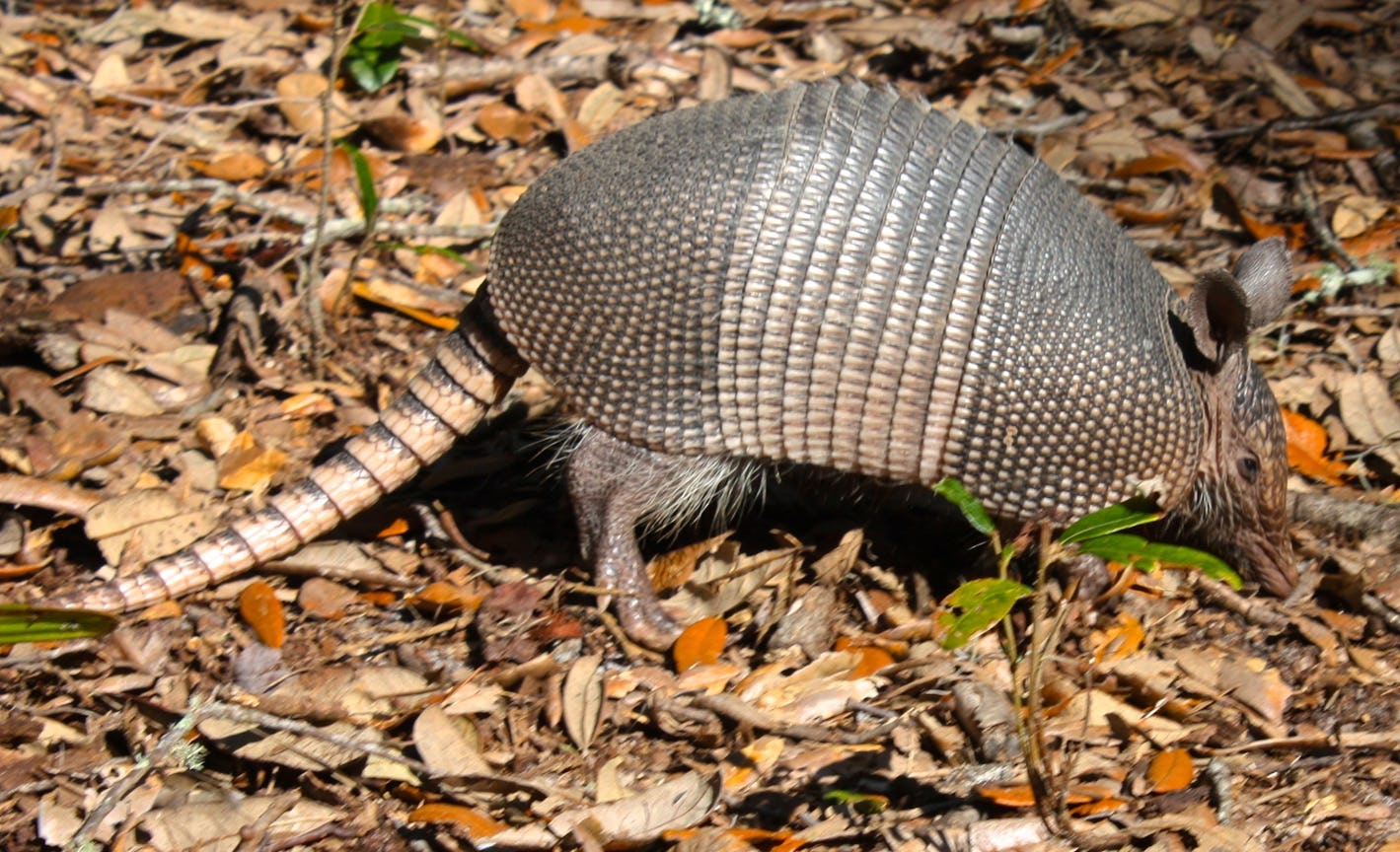 Texas Man Shoots Armadillo, Bullet Ricochets Into His Face