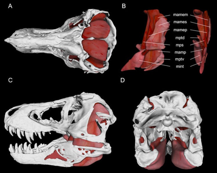 T. rex skull.