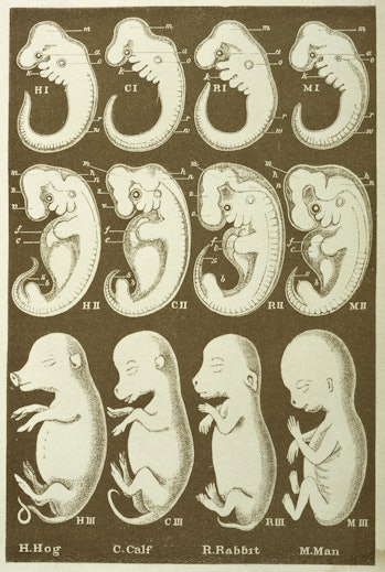 Diagram of embryo development, drawn by Ernst Heinrich Philipp Haeckel