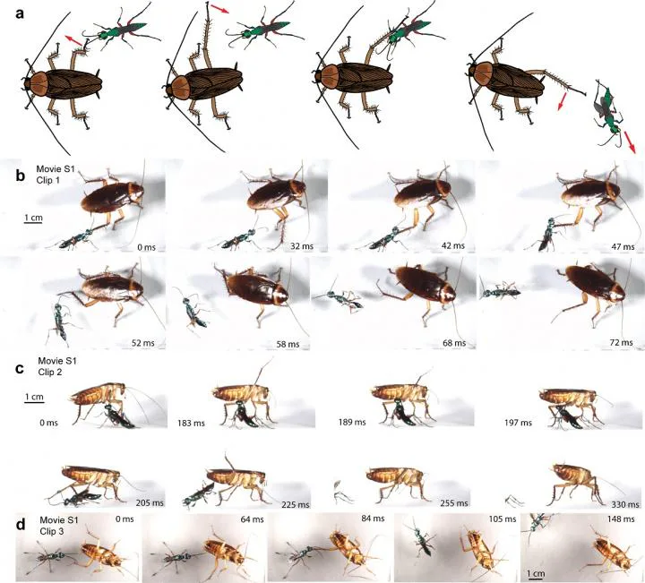 Scientific Video Shows Cockroach Kicking Wasp to Prevent Its Zombification