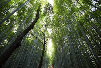 trees and bamboo