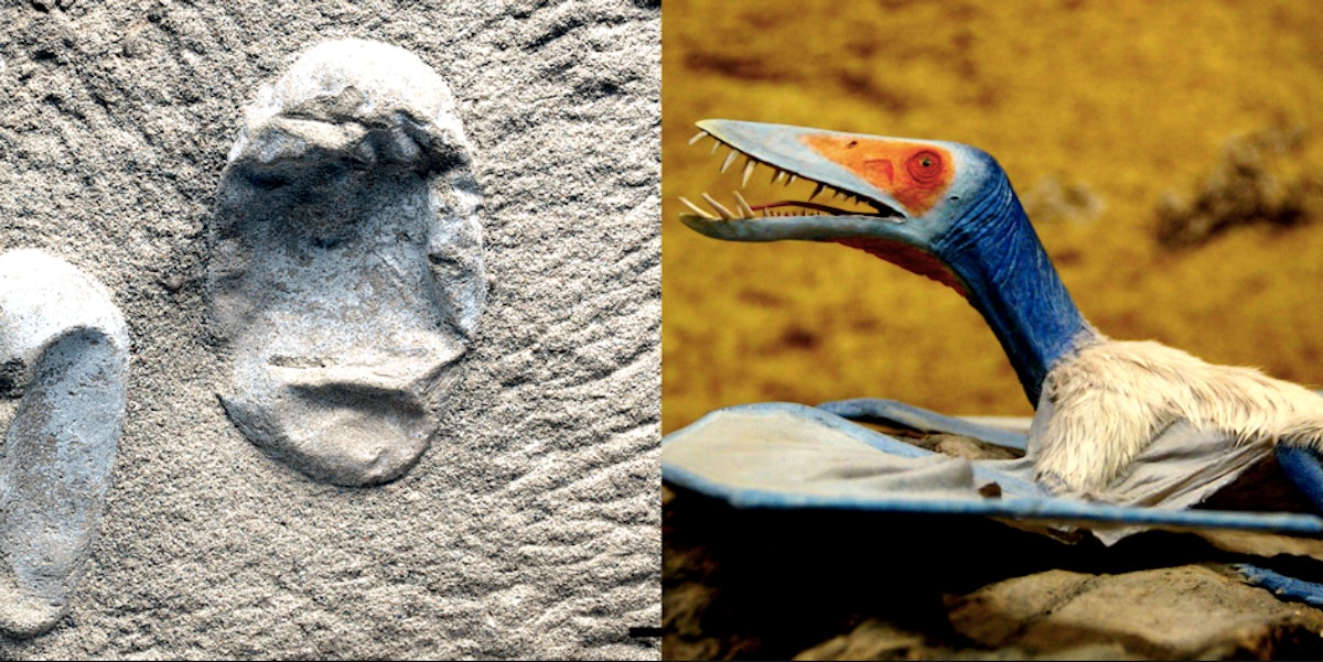 Pterosaurs: record haul of egg fossils from ancient flying reptile found in  China, Dinosaurs