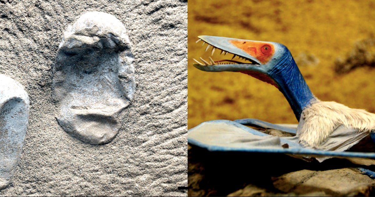 Pterosaurs: record haul of egg fossils from ancient flying reptile found in China, Dinosaurs