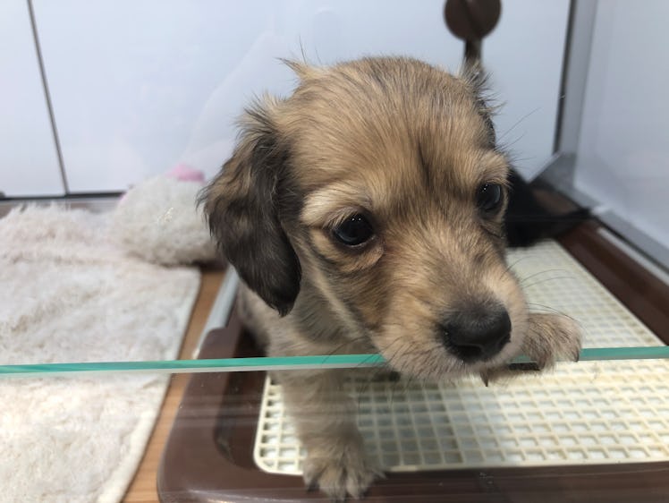 Pet store in Japan