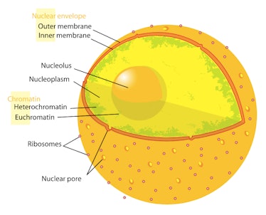 nucleolus