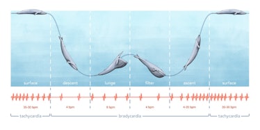 blue whale ECG chart 