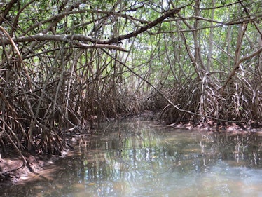 Saltwater mangrove forest along the coast of the Biosphere Reserve in Sian Ka'an, Mexico.