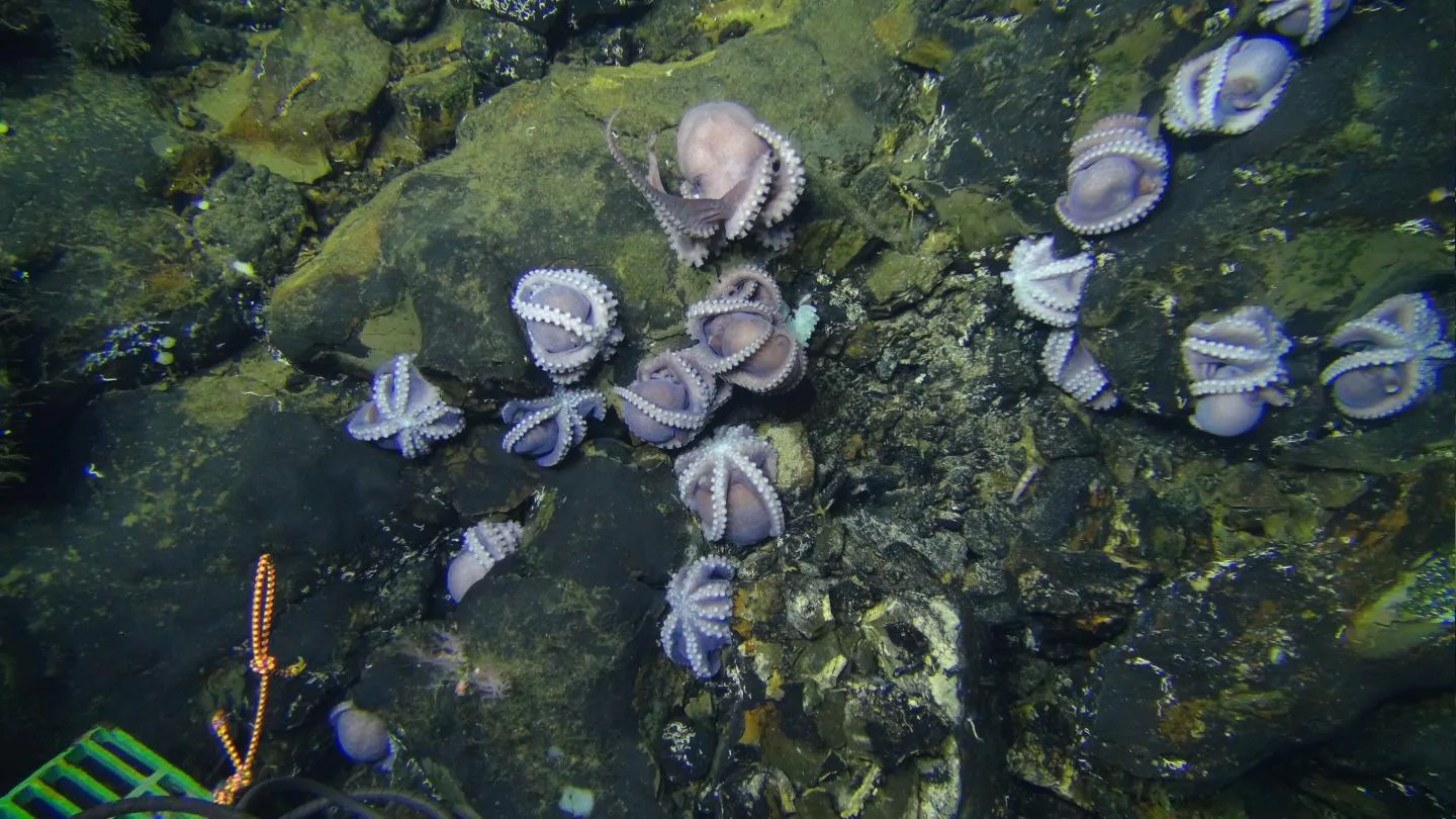 Huge Octopus Clusters Baffle Scientists by Setting Up Nursery in Hot Waters