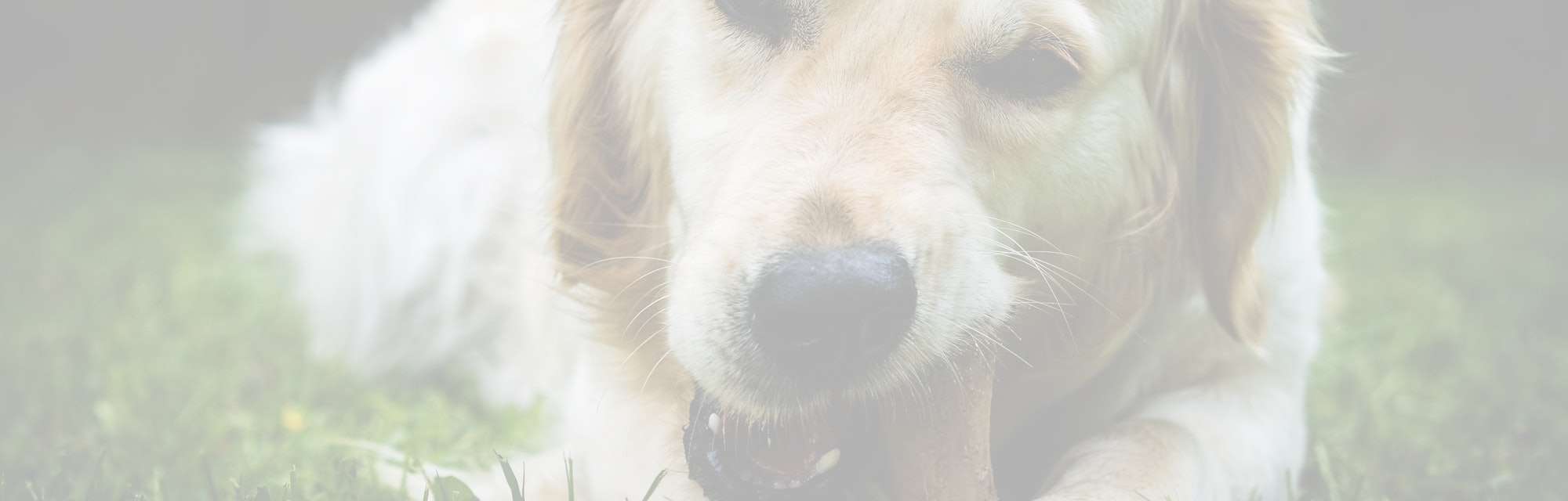 Can u give dogs turkey bones Clearance