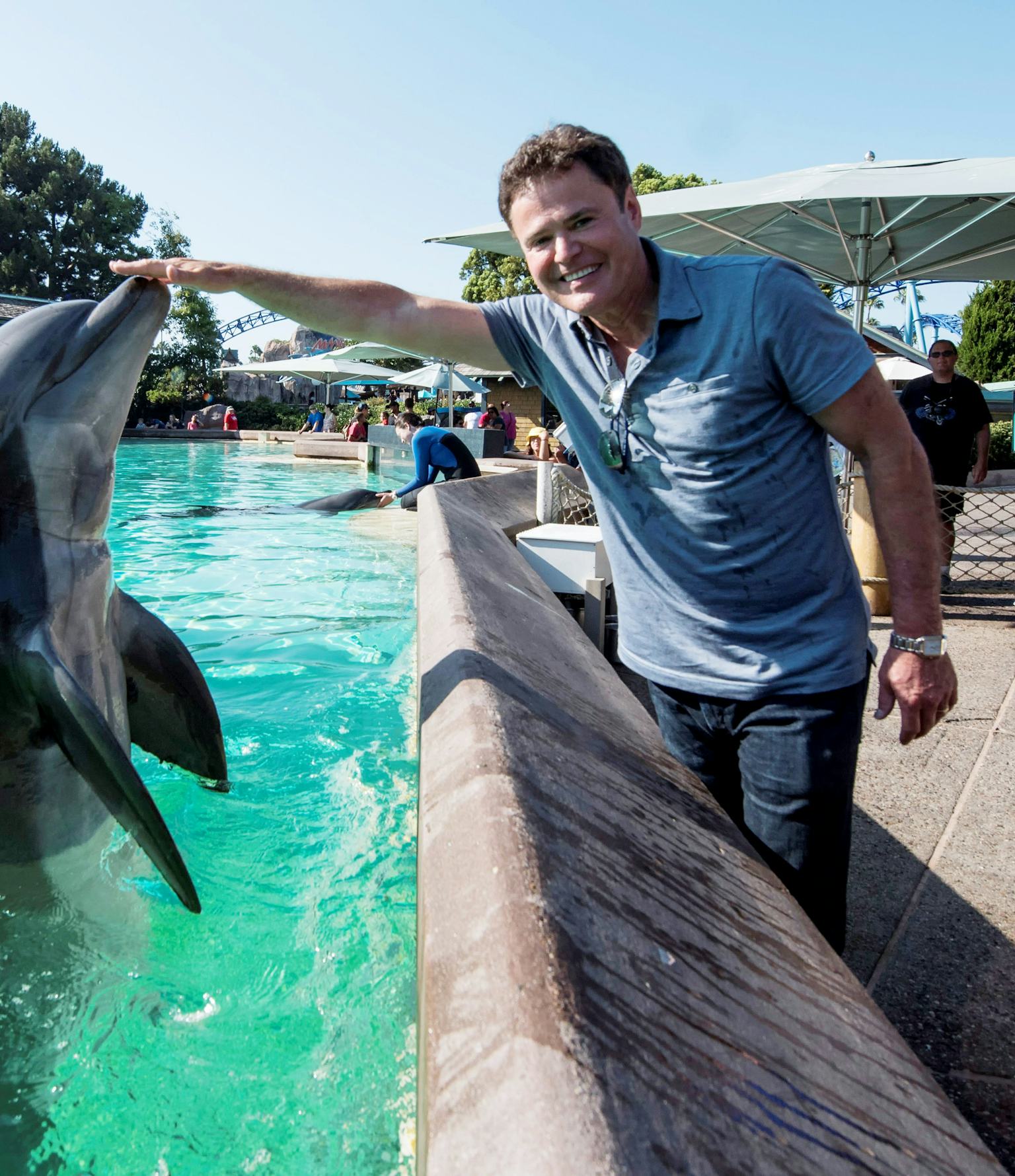 Dead Dolphin Penises Given Fake Erections to Study Underwater Sex