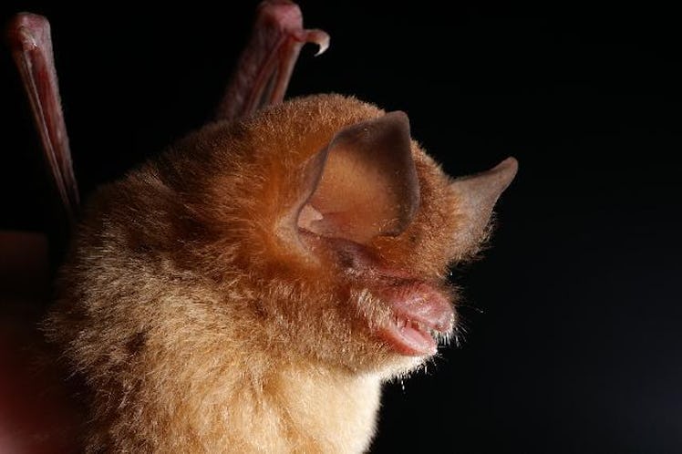 Cuban greater funnel ear bat conservation dollars protection wildlife