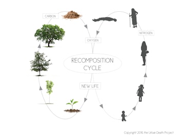 cycle urban death decomposition life cycle plants