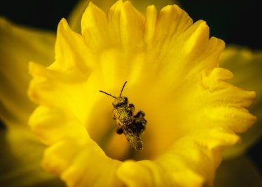 Bee Kind to Daffodils