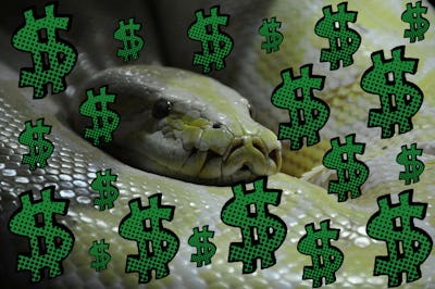 Collage picture of python and dollar signs