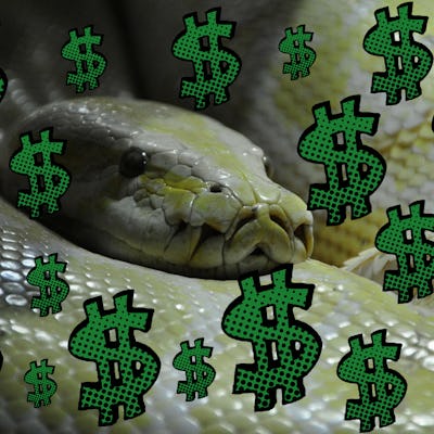 Want to Make Money? Learn Python and Become a Data Scientist