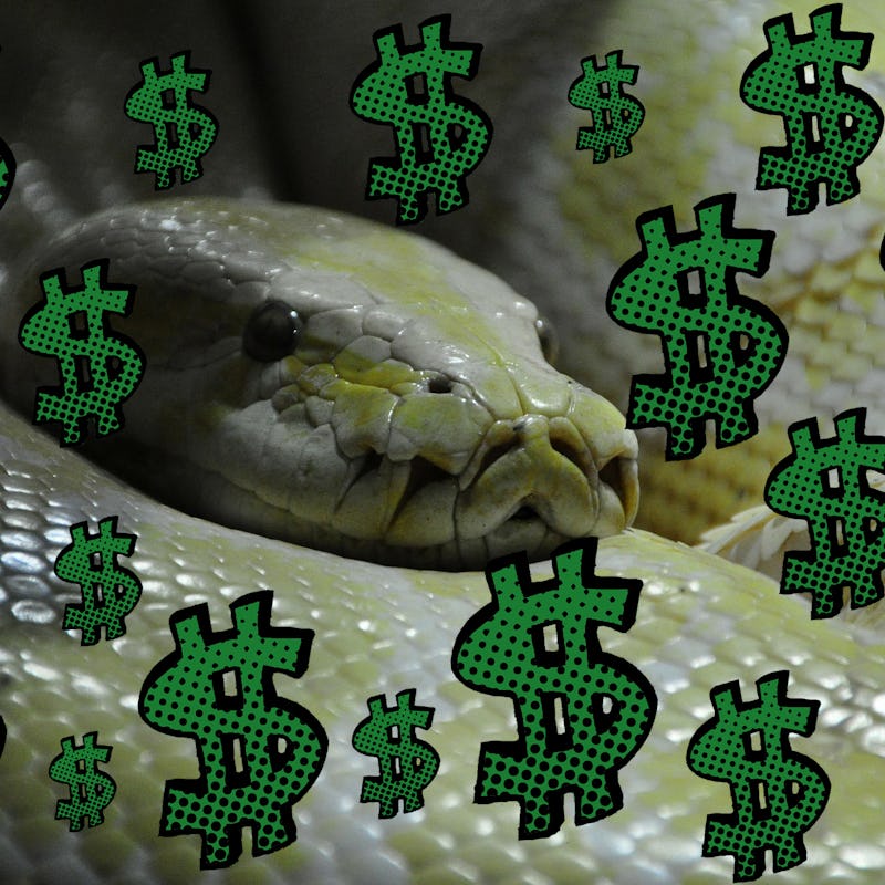 Collage picture of python and dollar signs