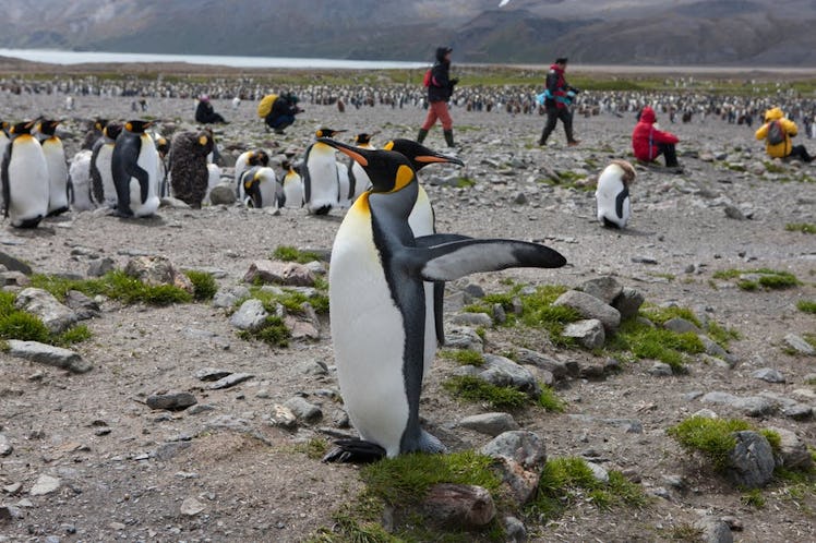 king penguins, climate change