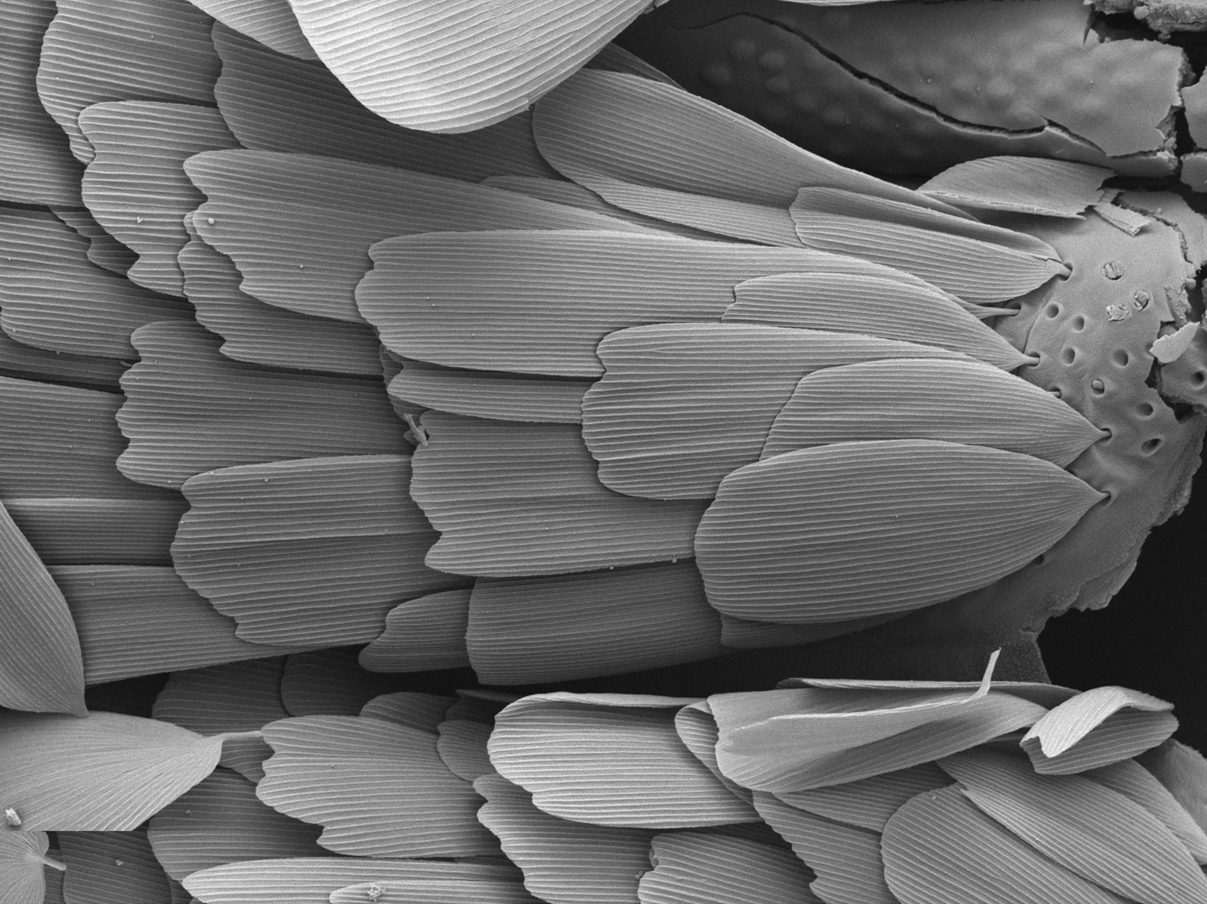 Moth Fossils Older Than Flowers Were Shaped By Climate Change
