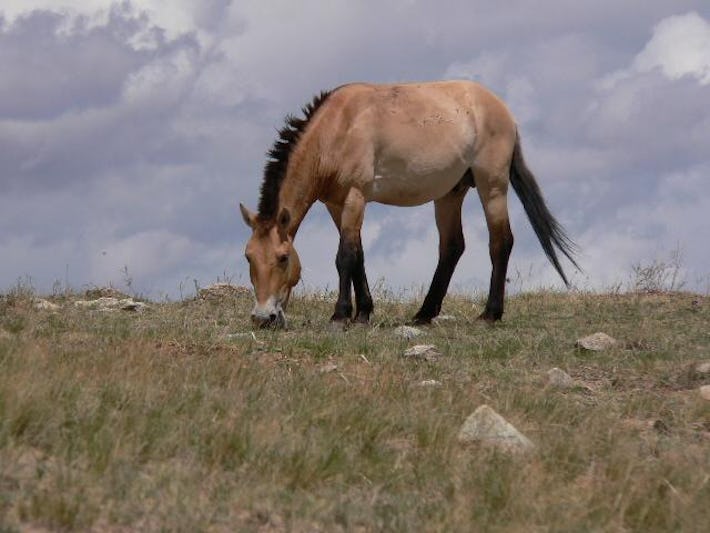 Przewalski #39 s Horses Long Considered Wild Are Actually Domesticated Too