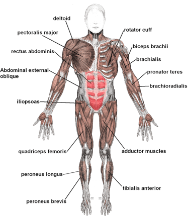 rafael nadal hip strain