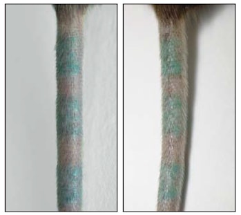Scientists observed tattooed mouse tails before (left) and after (right) they killed dermal macropha...