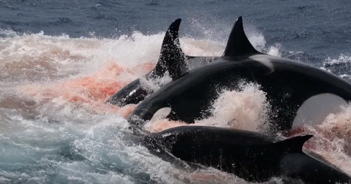 Rare Whale Murdered by Orcas in Australia Had Plastic in Its Stomach