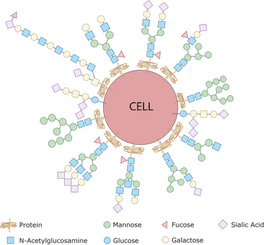 Every single cell in the human body is covered with a collection of glycans which are assembled usin...