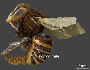 This low-temperature scanning electron microscope image shows a Varroa destructor mite attached to a...