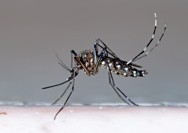 Aedes Aegypti mosquito