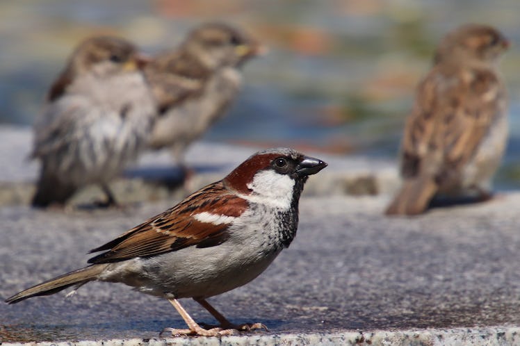 house sparrows