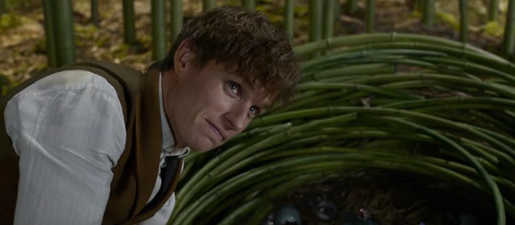 Are these Jobberknolls in 'Fantastic Beasts and Where to Find Them'?