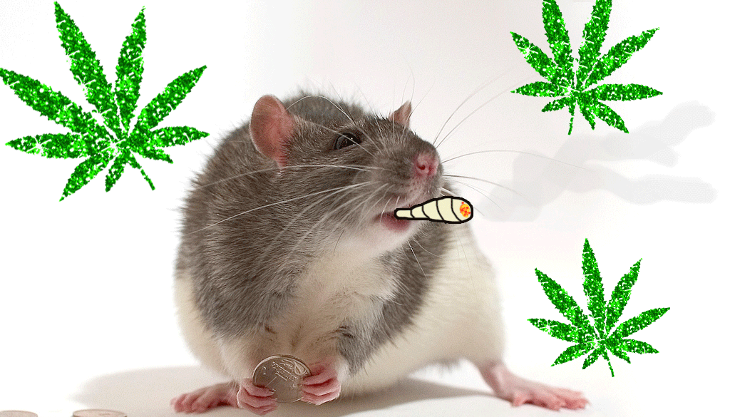 Mice Ate Half a Ton of Marijuana, But Did They Get High?
