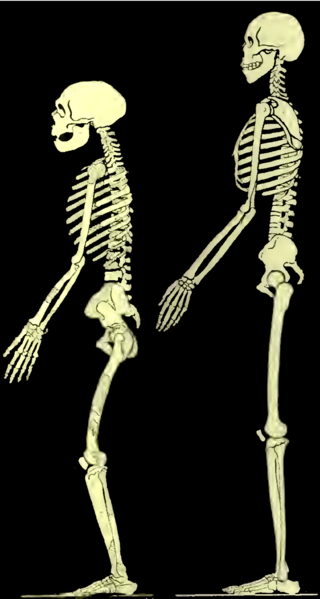 neanderthal posture boule