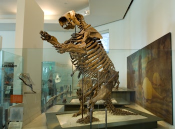 Ancient Giant Pooping Sloths Are the Reason We Have Avocados Today