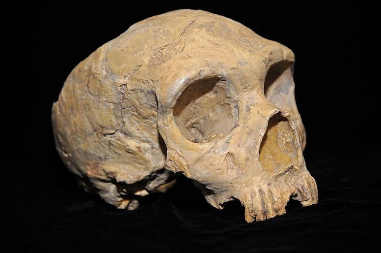 Neanderthal skull