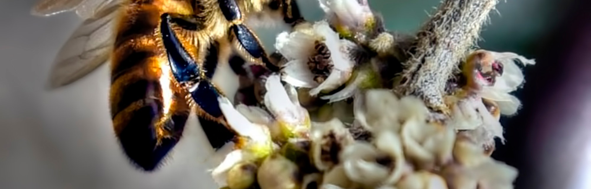 What Happens When You Eat Psychedelic Mad Honey