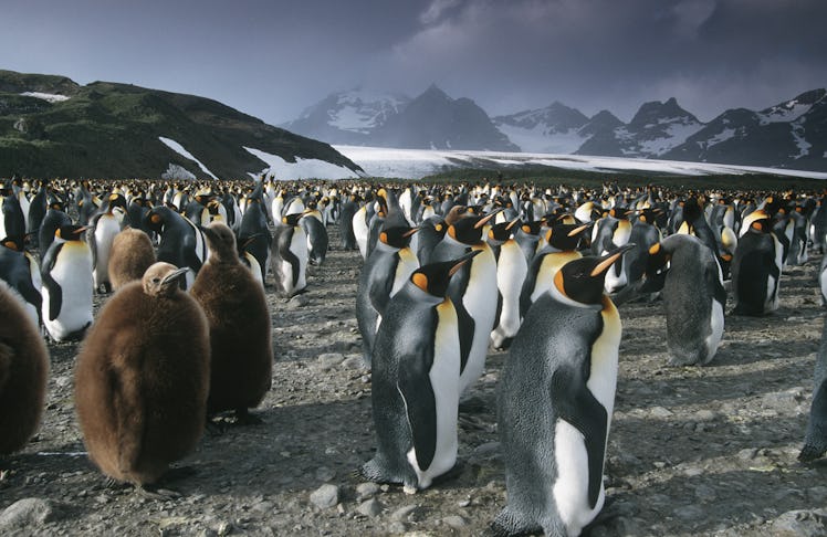 colony of penguins on South Georgia Island