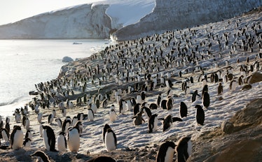 disneynature penguins review