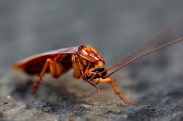 Cockroaches and termites are more similar than you might have thought.