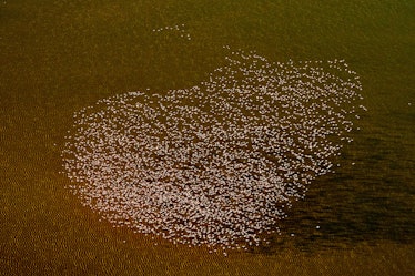 A flock of flamingos fly high over Lake Magadi