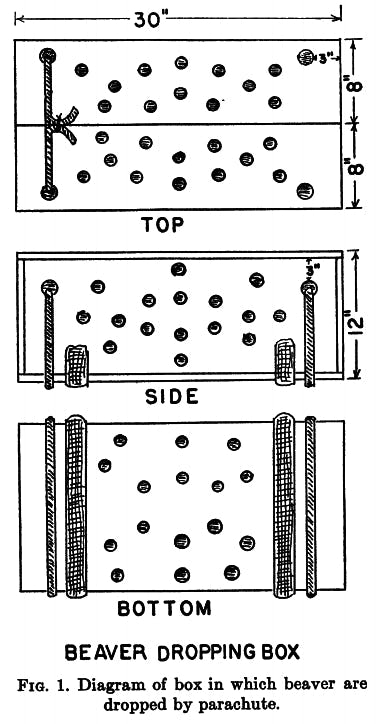 This 1950 Video of Idaho's Parachuting Beavers Was Almost Lost Forever