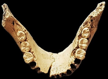 ancient teeth, jaw bone, Sima de los Huesos 