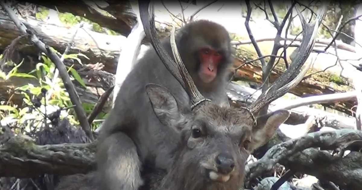 Monkey Riding Another Animal Why Monkeys Humping Deer Shouldn’t Surprise You